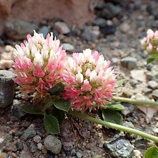 Trifolium argutum unspecified picture