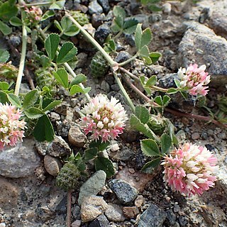 Trifolium argutum unspecified picture