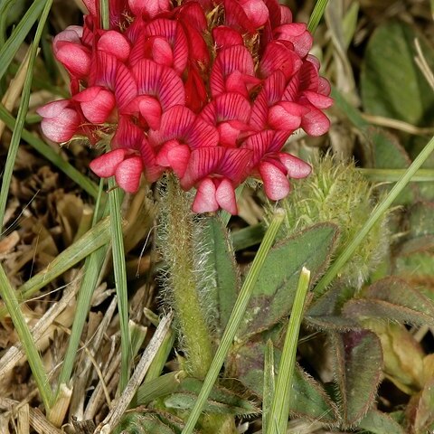 Trifolium africanum unspecified picture