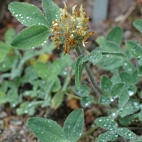 Trifolium trichocephalum unspecified picture