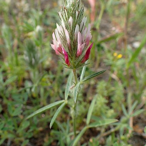 Trifolium dasyurum unspecified picture