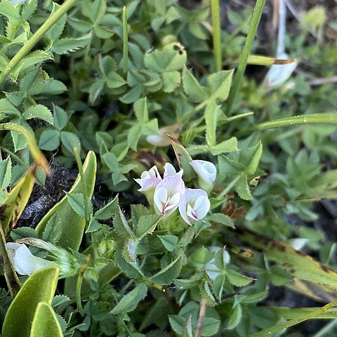 Trifolium monanthum unspecified picture