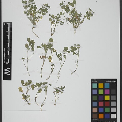 Trifolium retusum unspecified picture