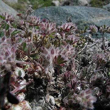 Trifolium saxatile unspecified picture