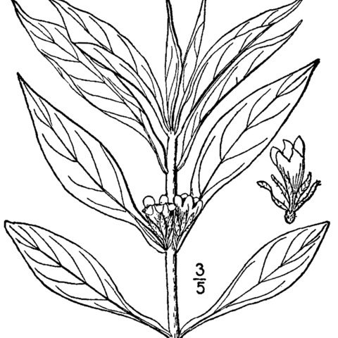 Triosteum angustifolium unspecified picture