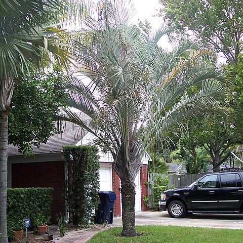 Dypsis decaryi unspecified picture