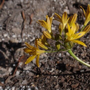 Triteleia montana unspecified picture