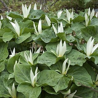 Trillium albidum unspecified picture