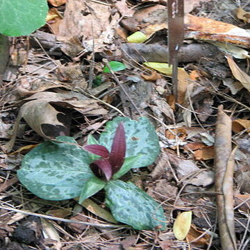 Trillium decumbens unspecified picture