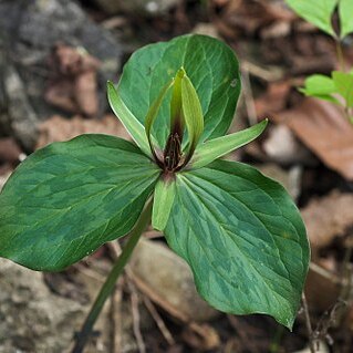 Trillium viridescens unspecified picture