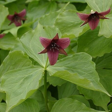 Trillium unspecified picture