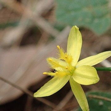 Tricoryne elatior unspecified picture