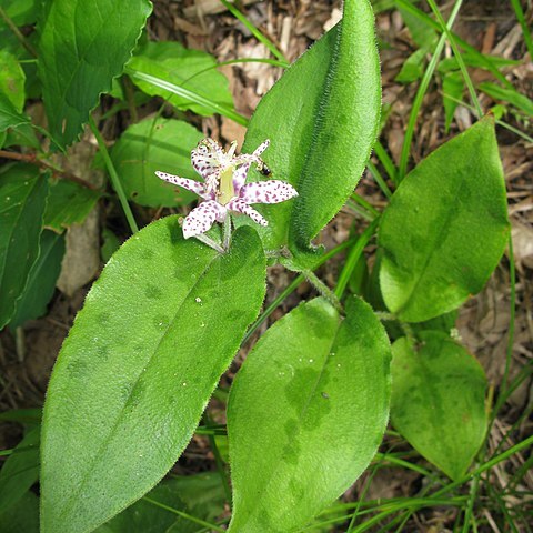 Tricyrtis affinis unspecified picture