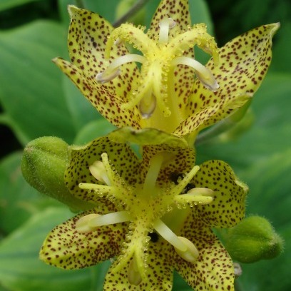 Tricyrtis latifolia unspecified picture