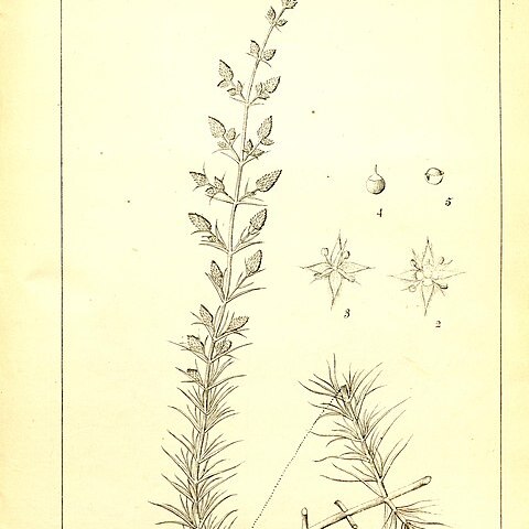 Trichuriella monsoniae unspecified picture