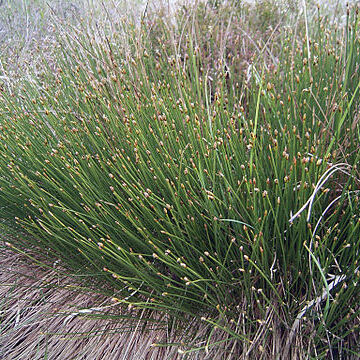 Trichophorum cespitosum subsp. germanicum unspecified picture