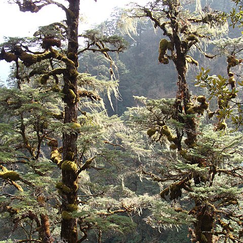 Tsuga dumosa unspecified picture