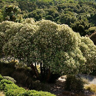 Olearia lyallii unspecified picture