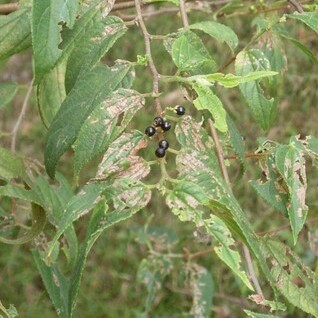 Trema tomentosa unspecified picture