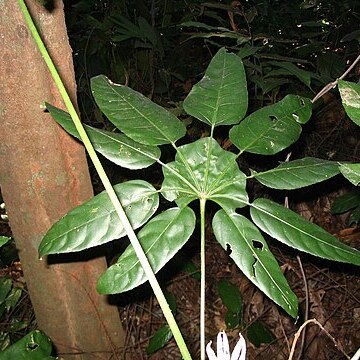 Trevesia burckii unspecified picture