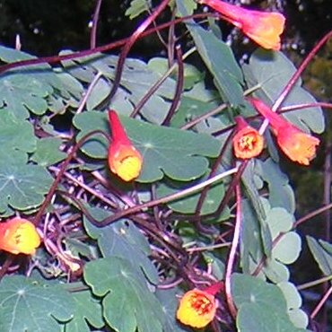 Tropaeolum unspecified picture