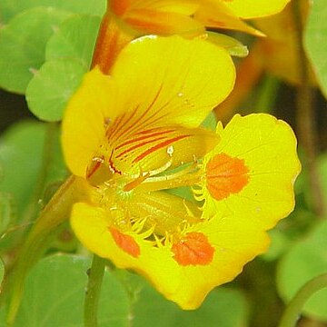 Tropaeolum minus unspecified picture