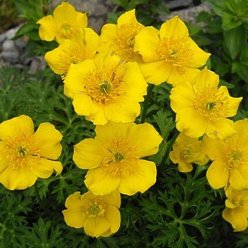 Trollius pumilus unspecified picture