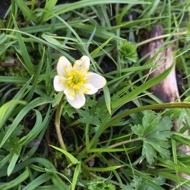 Trollius komarovii unspecified picture