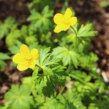 Trollius vaginatus unspecified picture