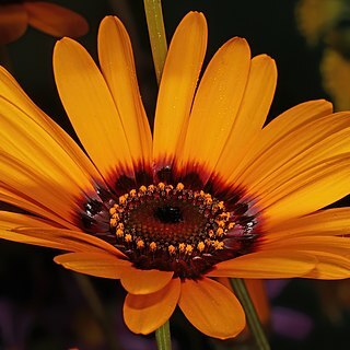 Ursinia calenduliflora unspecified picture