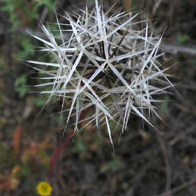 Uropappus unspecified picture