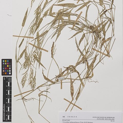 Urochloa reptans unspecified picture