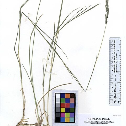 Muhlenbergia andina unspecified picture