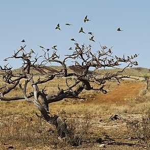 Acacia xiphophylla unspecified picture