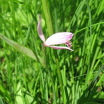 Pogonia japonica unspecified picture