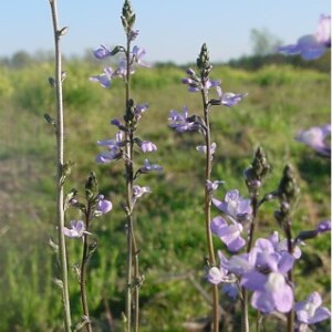 Nuttallanthus canadensis unspecified picture