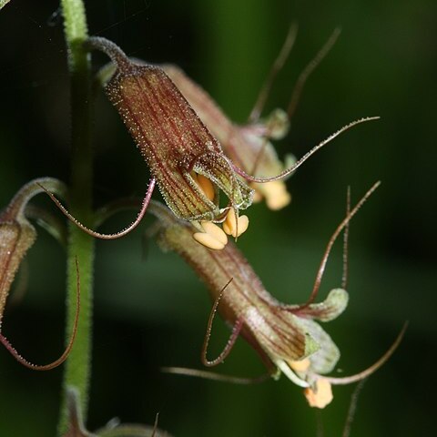 Tolmiea unspecified picture