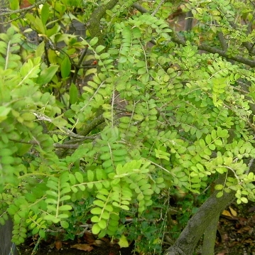 Sophora toromiro unspecified picture