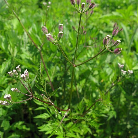 Torilis scabra unspecified picture