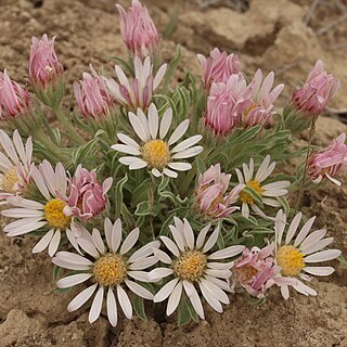 Townsendia florifer unspecified picture