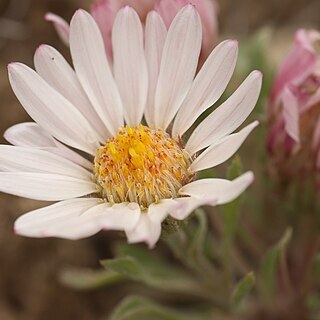 Townsendia florifer unspecified picture