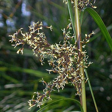 Gahnia melanocarpa unspecified picture