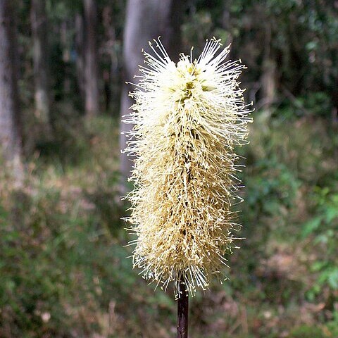 Xanthorrhoea macronema unspecified picture