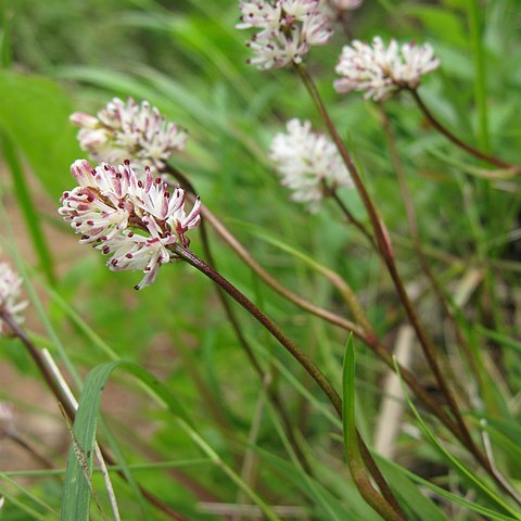 Tofieldia coccinea unspecified picture