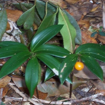 Drymophila moorei unspecified picture