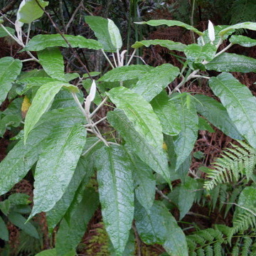 Astrotricha latifolia unspecified picture