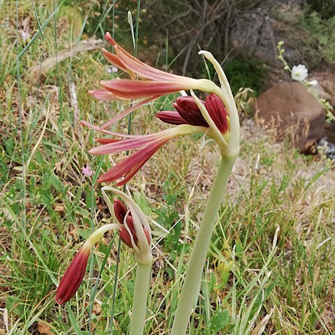 Ungernia unspecified picture