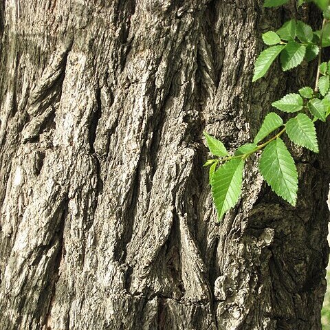 Ulmus canescens unspecified picture