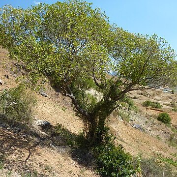 Uapaca bojeri unspecified picture