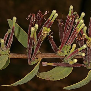 Tapinanthus quequensis unspecified picture